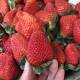 包邮 四川大凉山露天草莓新鲜现摘当季 水果非奶油巧克力99草莓红颜