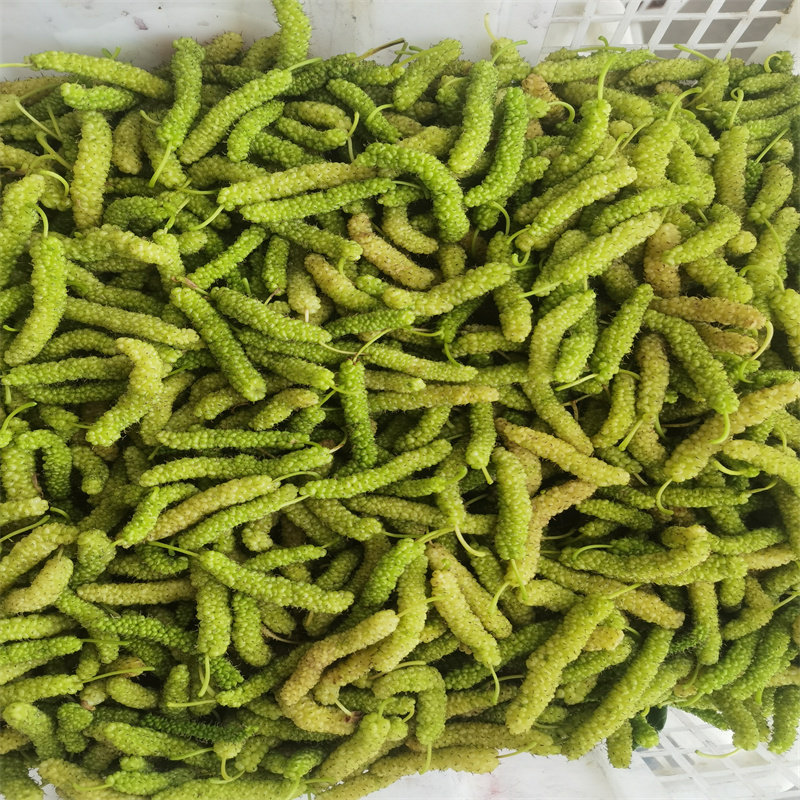 四川凉山新鲜现摘金香长条桑葚鲜果长粒桑葚长果桑葚当季顺丰包邮