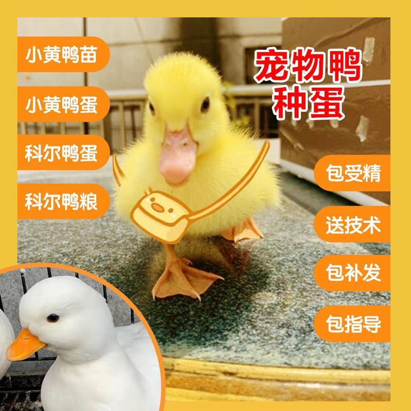 柯尔可达鸭蛋小型好养受精蛋可孵化小黄鸭蛋鸭种蛋新鲜科尔宠物鸭图片