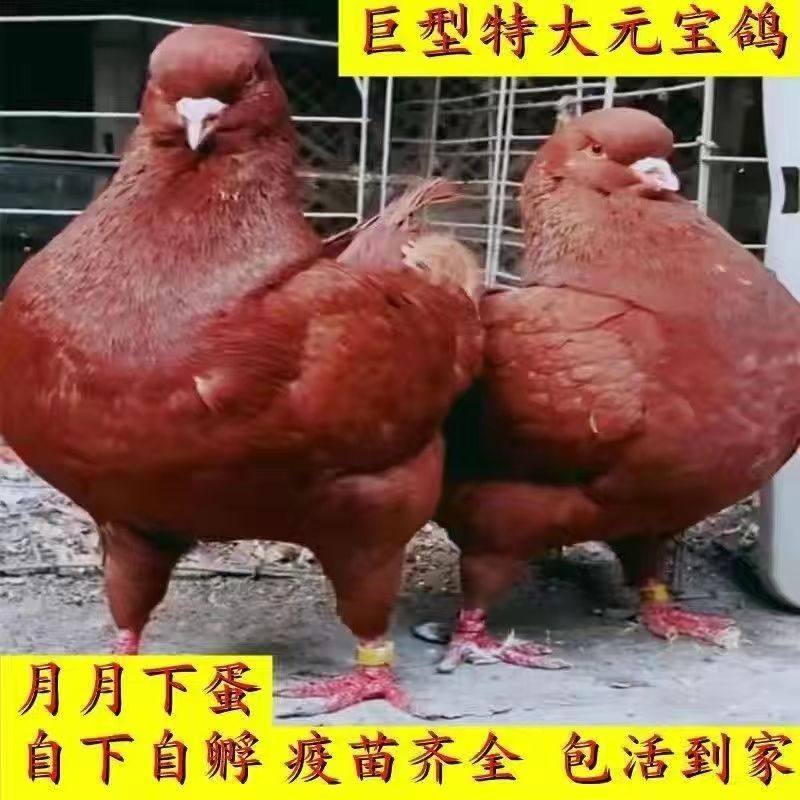 鸽子活物一对元宝鸽纯特大型公斤肉鸽信鸽落地王观赏鸽包下蛋活体,宠物/宠物食品及用品,鸟,淘宝优惠券,粉丝福利购,淘宝优惠卷