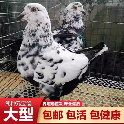 活体纯种元宝鸽子大体元宝鸽观赏