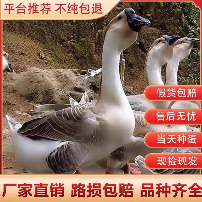 纯种汕头白灰狮头鹅四季鹅种蛋受精蛋可孵化新鲜三花朗德鹅宠物鸡,宠物/宠物食品及用品,鸟,淘宝优惠券,粉丝福利购,淘宝优惠卷