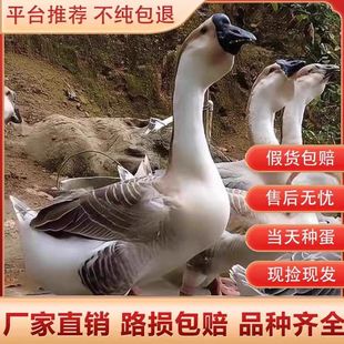 纯种汕头白灰狮头鹅四季鹅种蛋受精蛋可孵化新鲜三花朗德鹅宠物鸡