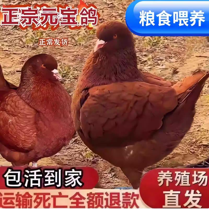 巨型纯种元宝鸽活体一对特大型鸽鸟