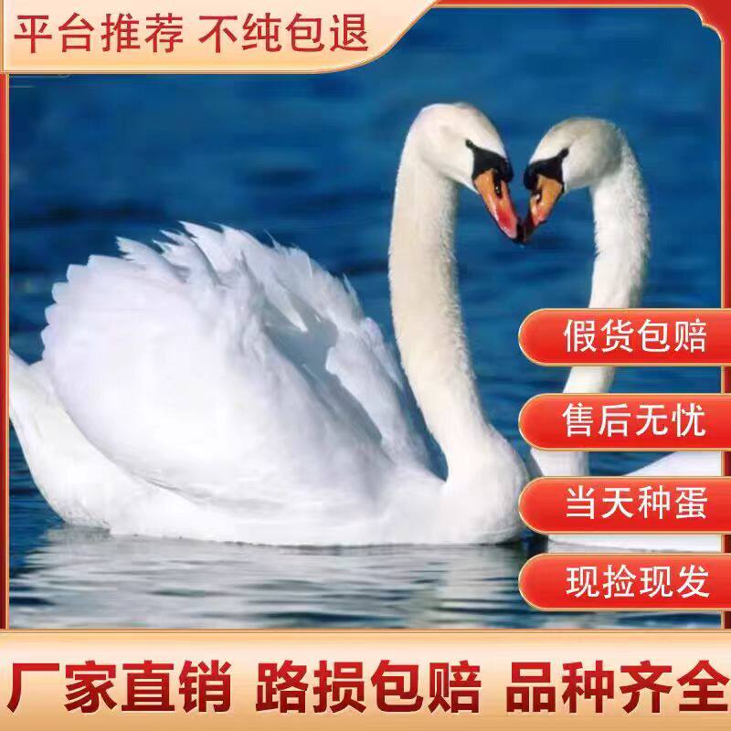 黑白天鹅观赏种蛋黑白天鹅蛋可孵化种蛋受精天鹅种蛋,宠物/宠物食品及用品,鸟,淘宝优惠券,粉丝福利购,淘宝优惠卷