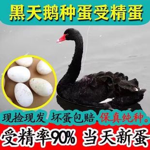 纯种灰狮头鹅种蛋受精蛋白狮头鹅种蛋可孵化特大型狮头鹅苗宠物鹅