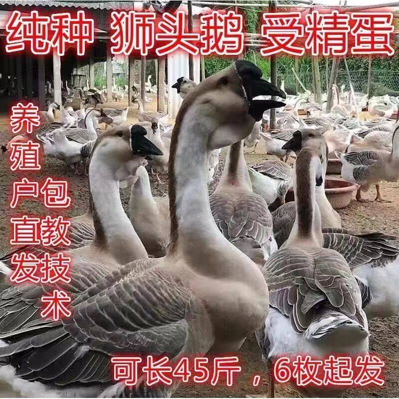 纯种汕头白灰狮头鹅四季鹅种蛋受精蛋可孵化新鲜三花朗德鹅宠物鸡,宠物/宠物食品及用品,鸟,淘宝优惠券,粉丝福利购,淘宝优惠卷