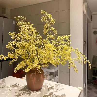 山胡椒鲜切枝木姜子花云南鲜花