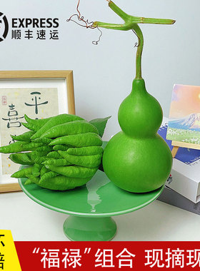 现摘新鲜青皮葫芦佛手果天然摆件云南基地直发福禄双全佛手柑香橼