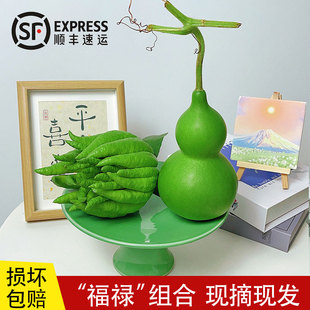 现摘新鲜青皮葫芦佛手果天然摆件云南基地直发福禄双全佛手柑香橼