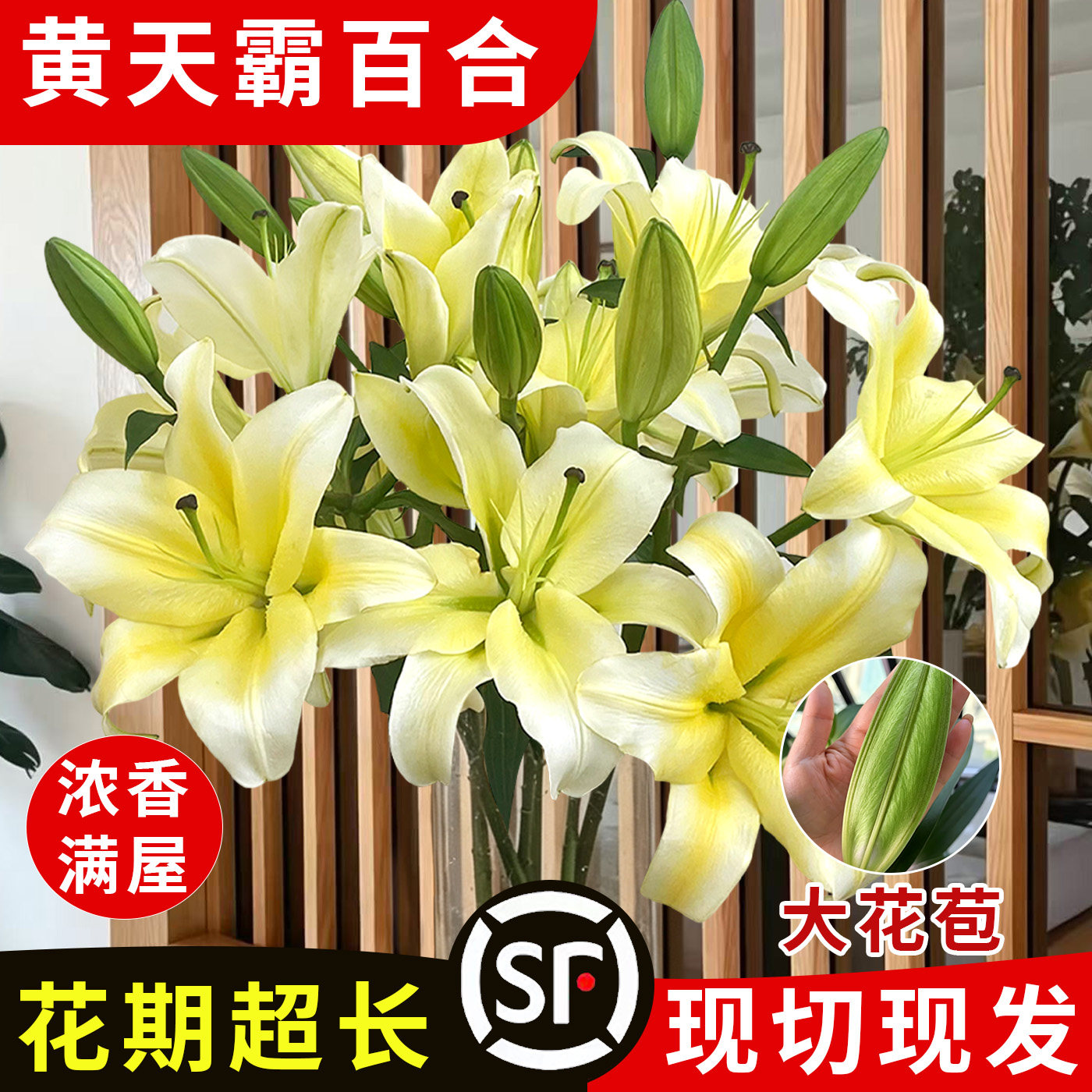 黄天霸百合花鲜花黄色香水百合康乃馨云南基地直发家用插瓶水养花