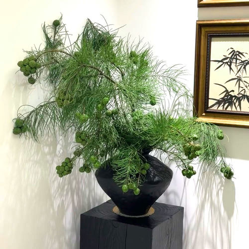 池杉果鲜切枝真花水培植物插花