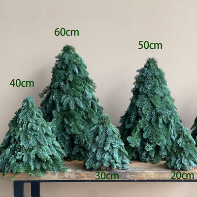 丹麦进口诺贝松圣诞树新鲜真树