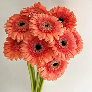 暖秋限定花束鲜花云南直发室内水养新鲜插花节日礼物居家客厅装饰