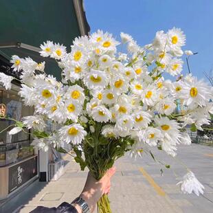 鲁丹鸟鲜花罗丹斯小蜡菊鲜切花云南基地直发家用插花花艺可做干花