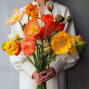 虞美人鲜花家用插花室内水培花卉真花鲜切花云南基地直发顺丰包邮