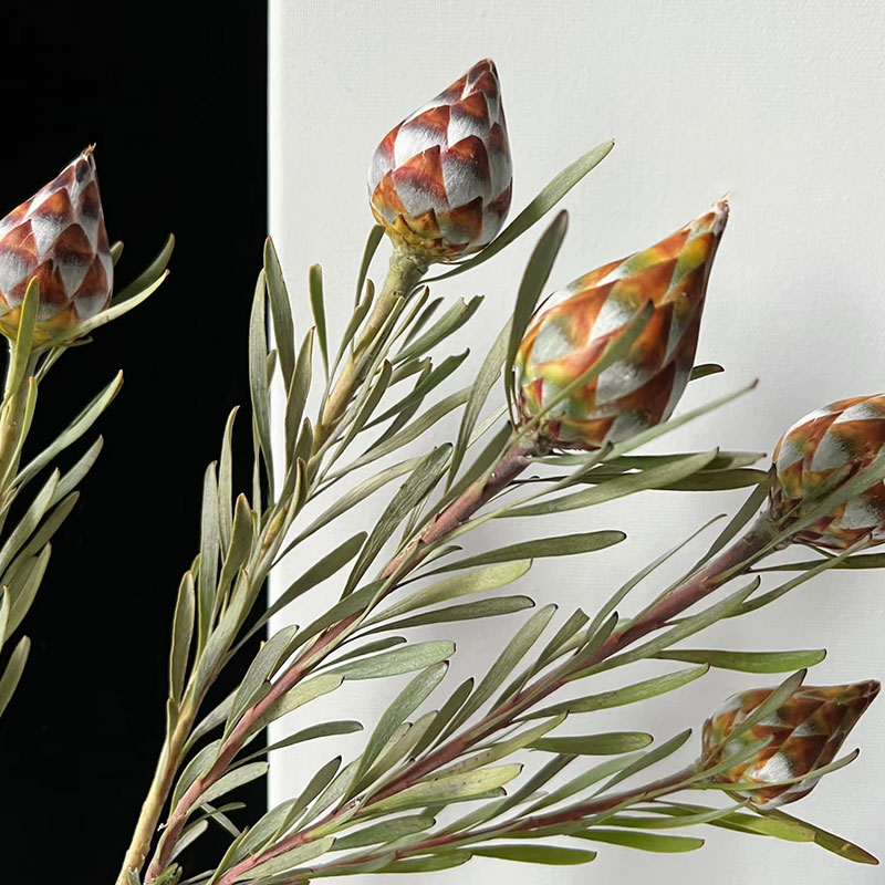 进口蛇皮果鲜花水培植物爆炸果