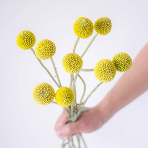黄金球鲜切花云南直发可做干花
