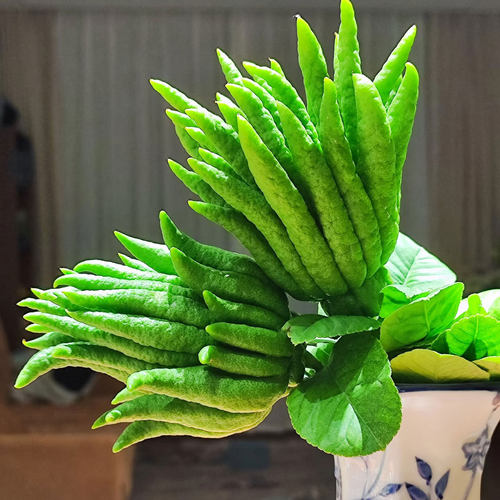 现摘佛手柑鲜果闻香清供水培鲜切