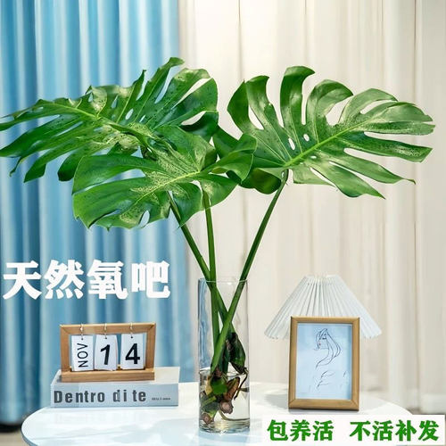 老桩龟背竹叶带根水培绿植好养