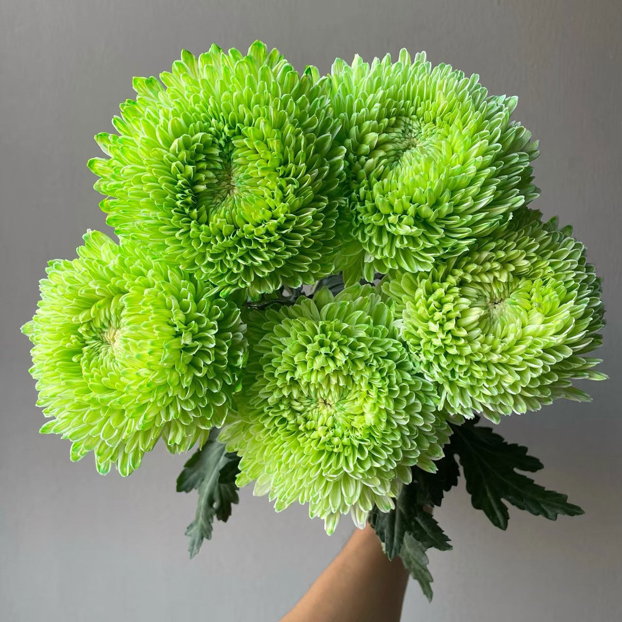 苹果绿色牡丹菊鲜切花室内水培菊花家用插花云南基地直发鲜花顺丰,鲜花速递/花卉仿真/绿植园艺,花材,淘宝优惠券,粉丝福利购,淘宝优惠卷