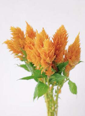 橙色凤尾花鲜花水养植物红色办公室室内装饰居家节日礼物云南直发