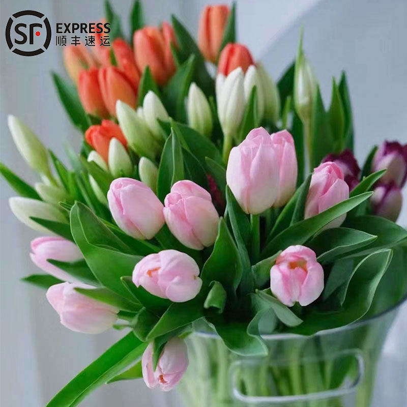 郁金香鲜花白色鲜切花家用插花室内水培花卉云南直发婚礼手捧花