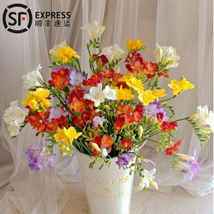 香雪兰鲜花小苍兰鲜切花办公室家用插花室内水培花卉云南基地直发