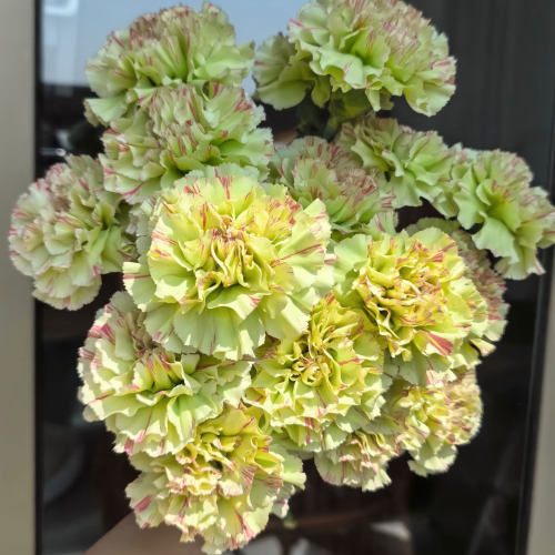 彩妆康乃馨鲜花水培插花云南顺丰