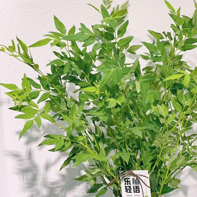 九星叶鲜切绿色花材水培植物配草图片