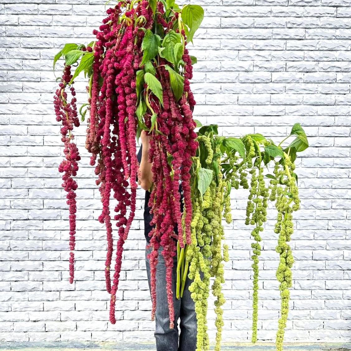 尾穗苋鲜花柔丽丝吊米鲜切花室内水培植物家用插花婚庆花材配花