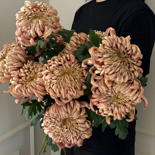 维也纳大菊花鲜切花室内水培家用中式插花云南基地直发鲜花顺丰