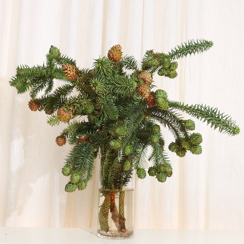 莲花果真松树鲜花圣诞节装饰花材