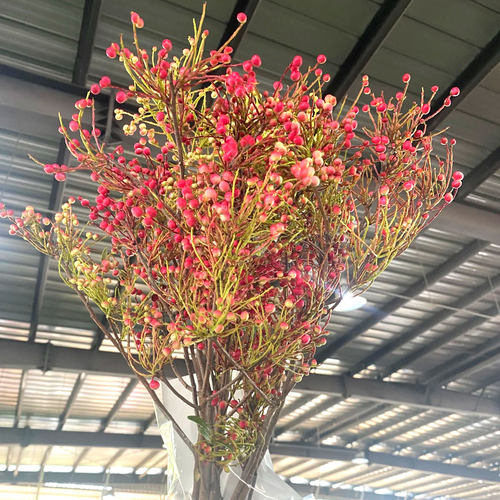 清香木果鲜切花室内水培植物婚庆