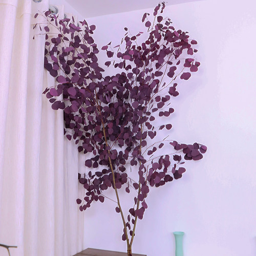 云南基地直发紫色新鲜可做干花