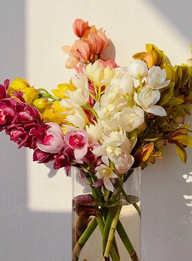 大花蕙兰鲜花云南直发家用室内水培惠兰兰花鲜切花绿色插花虎头兰