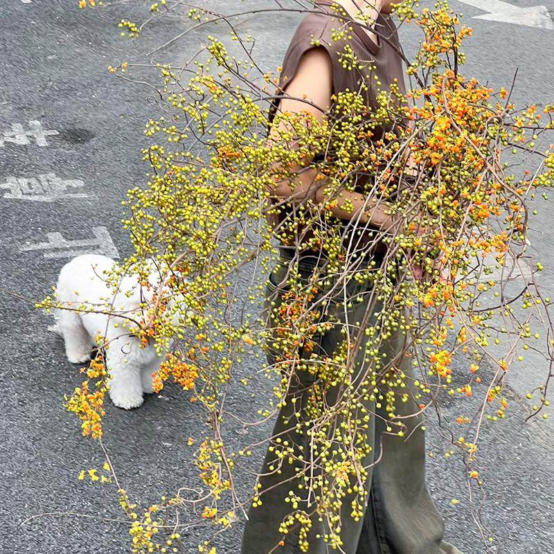 南蛇藤鲜切枝条鲜花家用插花云南