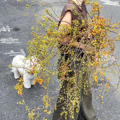 南蛇藤鲜切枝条鲜花家用插花云南