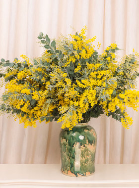 银叶金合欢鲜花云南直发家用插花黄色细叶合欢花鲜切花枝条圣诞花