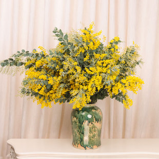 银叶金合欢鲜花云南直发家用插花黄色细叶合欢花鲜切花枝条圣诞花