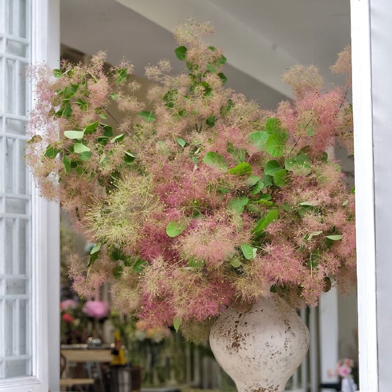 雾中情人鲜花室内水培植物家用插花婚庆花材黄栌鲜切花云南直发