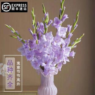 剑兰鲜切花唐菖蒲家用插花室内水培花卉紫色兰花云南基地直发顺丰