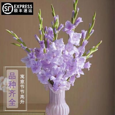 剑兰鲜花唐菖蒲家用插花室内水培