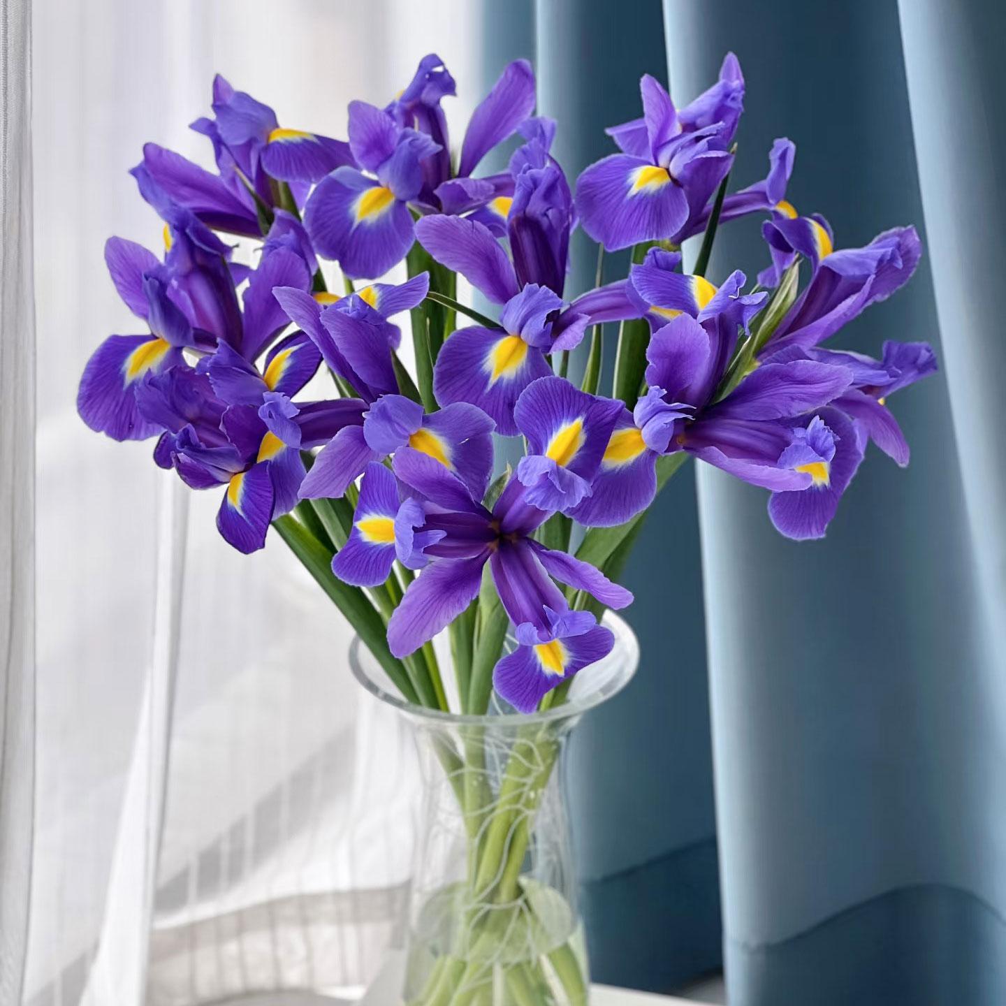 紫色鸢尾花鲜花水培云南基地直发
