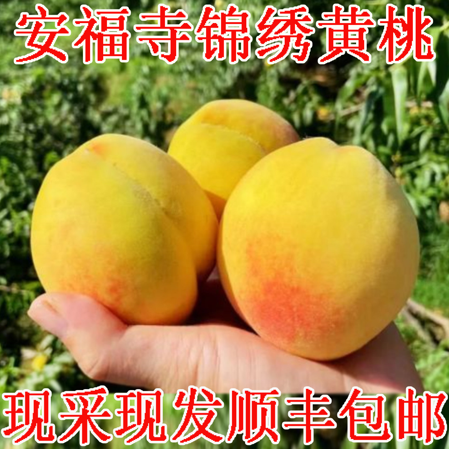 黄桃新鲜水果脆甜脆桃