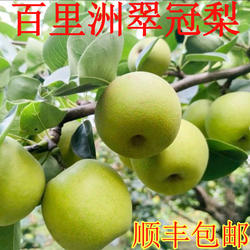 百里洲砂梨翠冠梨脆甜梨子礼盒装苹果梨黄花梨当季新鲜水果翠玉梨