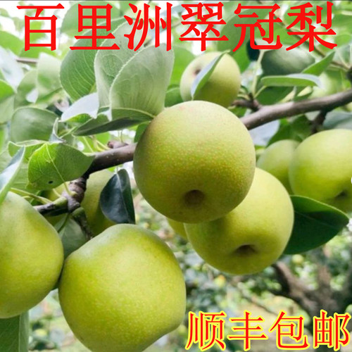 百里洲砂梨脆甜翠玉梨新鲜水果