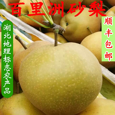 百里洲砂梨黄花梨脆甜多汁