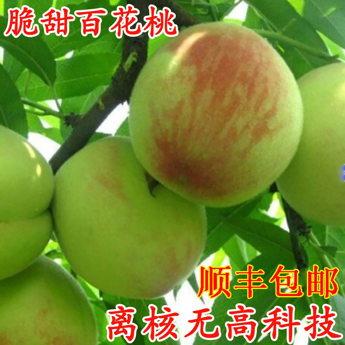 白花桃老品种桃子脆甜新鲜水果