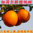 纽荷尔脐橙现摘正宗当季 湖北宜昌橙子新鲜5斤大果鲜果甜橙礼盒装